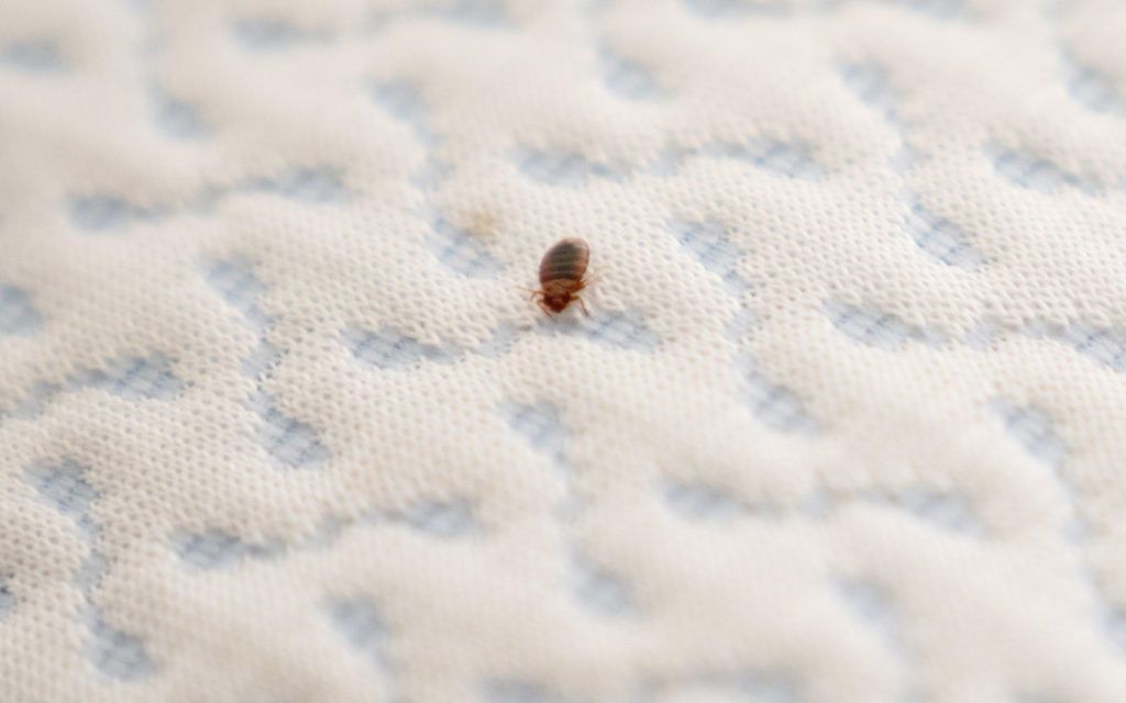 treating bed bugs on mattress cover