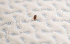 Treating Bed Bugs